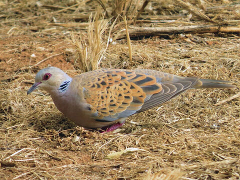 Turteltaube im Hayarkon Park, Tel Aviv.<br/>Eine Turteltaube war einer der wenigen Vögel, die als Opfer dargebracht werden konnten, da sie gemäß dem mosaischen Gesetz rein waren (1. Mose 15,9; 3. Mose 5,7; 12,6; Lukas 2,24).<br/>Bildnachweis: Alon Rozgovits. – Folie 2