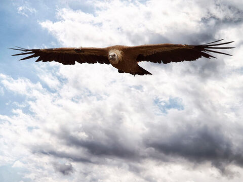 Adler (Gänsegeier) im Gamla-Reservat.<br/>Bekannt für seine Schnelligkeit beim Fliegen (5. Mose 28,49; 2. Samuel 1,23), dafür, dass er hoch in die Luft fliegt (Hiob 39,27), für seine Stärke (Psalm 103,5), dass er sein Nest an hohen Orten errichtet ( Jeremia 49,16) und für seine Sehkraft (Hiob 39,27-30).<br/>Bildnachweis: Elad Saporta. – Folie 3