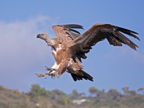 Adler (Gänsegeier) über dem Berg Carmel, Israel.<br/>Der Adler ist auch ein Symbol jener Nationen, die Gott aussendet, um Zerstörung zu bringen (Matthäus 24,28; Jesaja 46,11; Hesekiel 39,4; 5. Mose 28,49; Jeremia 4,13; 48,40).<br/>Bildnachweis: Artemy Voikhansky. – Folie 4