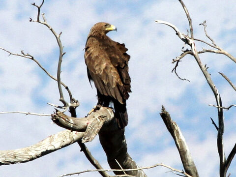 Schelladler in Israel.<br/>Gottes Fürsorge für sein Volk wird mit einem Adler verglichen, der seinen Jungen das Fliegen beibringt (2. Mose 19,4; 5. Mose 32,11-12).<br/>Bildnachweis: Greg Schechter. – Folie 5