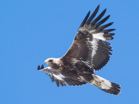 Steinadler.<br/>Der Adler wirft zu Beginn des Frühlings sein Gefieder ab und nimmt mit frischem Gefieder das Aussehen der Jugend an (Psalm 103,5; Jesaja 40,31).<br/>Bildnachweis: 0x010C. – Folie 6