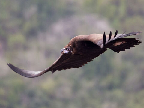 Geier über dem Berg Karmel, Israel.<br/>Ein scharfsichtiger Raubvogel, der sich durch seinen schnellen Flug auszeichnet (3. Mose 11,14). Außer in den drei Wintermonaten gibt es ihn zahlreich überall in Israel (Jesaja 34,15).<br/>Bildnachweis: Artemy Voikhansky. – Folie 8