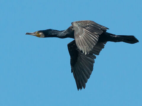 Kormoran.<br/>Auf Hebräisch bedeutet der Kormoran „eintauchen“ oder „hinabschießen“ und gehört zur gleichen Familiengruppe wie der Pelikan. Er wird zu den „unreinen“ Vögeln gezählt (3. Mose 11,17; 5. Mose 14,17).<br/>Bildnachweis: Bengt Nyman. – Folie 14