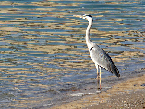 Blaureiher in Israel.<br/>Der Reiher wird als unreiner Vogel aufgeführt (3. Mose 11,19; 5. Mose 14,18). Der hebräische Name ist „anaphah“ und bezeichnet die wütende Stimmung des Vogels.<br/>Bildnachweis: Dennis Jarvis. – Folie 2