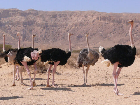 Strauße in Chay Bar Yotvata, Israel.<br/>Ein Vogel, der für seine Gier und Völlerei bekannt ist (Klagelieder 4,3).<br/>Bildnachweis: MathKnight. – Folie 4