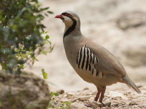 Rebhuhn in Jerusalem.<br/>Dieser Vogel hat einen klingenden Rufton, der am frühen Morgen in den kargen Klippen der Wildnis von Judäa und in den Wäldern von Karmel widerhallt. Es wird in 1. Samuel 26,20 und Jeremia 17,11 erwähnt.<br/>Bildnachweis: RonAlmog. – Folie 7