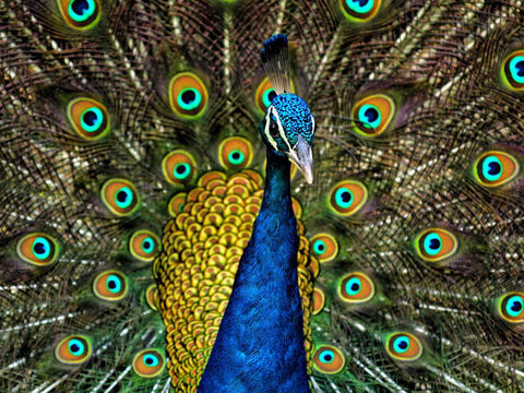 Pfau.<br/>Dieser Vogel ist in Indien heimisch. Er wurde zu Salomo von seinen Schiffen aus Tarsis (1. Könige 10,22; 2. Chronik 9,21) gebracht, höchstwahrscheinlich von der Malabar-Küste in Indien.<br/>Bildnachweis: Jatin Sindhu. – Folie 8