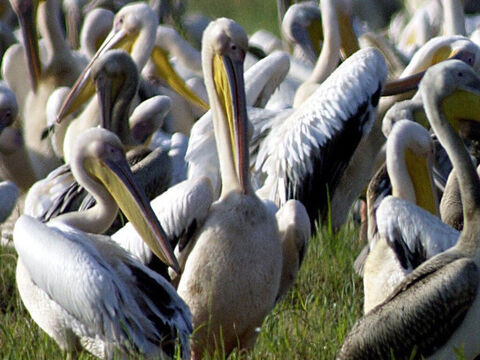 Schwarm Pelikane.<br/>Weiße Pelikane und Krauskopfpelikane werden häufig in den Gewässern von Merom und im See Genezareth gesichtet. Der Pelikan zählt zu den unreinen Vögeln (3. Mose 11,18; 5. Mose 14,17). Er ist von enormer Größe, etwa 2 m groß, und seine Flügelspanne ist über 4 m.<br/>Bildnachweis: Nationale Fotosammlung Israels. – Folie 9