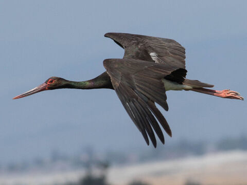 Schwarzstorch, Israel.<br/>Im Hebräischen bedeutet der Name Storch „Freundlichkeit“ und weist auf den Charakter des Vogels hin, der für seine Zuneigung zu seinen Jungen bekannt ist.<br/>Bildnachweis: MinoZig. – Folie 15