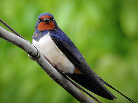 Schwalbe.<br/>Die Schwalbe wird zu den Mauerseglern gezählt (Jesaja 38,14; Jeremia 8,7). Seine hebräische Bedeutung ist „der Vogel der Freiheit“ (Psalm 84,3; Sprüche 26,2).<br/>Bildnachweis: Maxpixel. – Folie 16