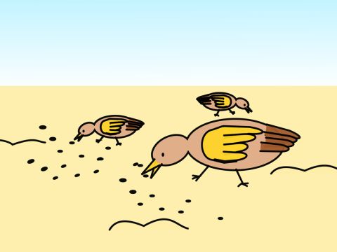Als er die Saat ausstreute, fiel etwas davon auf den Weg. Es wurde zertrampelt, und die Vögel fraßen es auf. – Folie 4