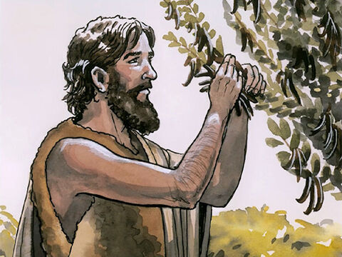 Er aber, Johannes, hatte seine Kleidung von Kamelhaaren und einen ledernen Gürtel um seine Lenden; seine Speise aber waren Heuschrecken und wilder Honig. – Folie 4