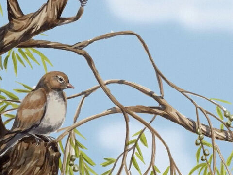 Seht hin auf die Vögel des Himmels, dass sie weder säen noch ernten noch in Scheunen sammeln, – Folie 3