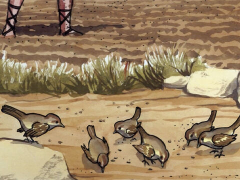 und die Vögel kamen und fraßen es auf. – Folie 5