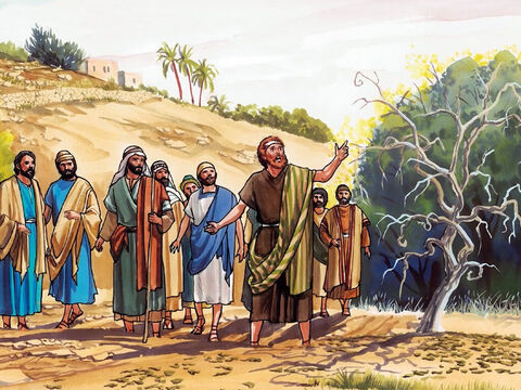 Und als sie frühmorgens vorbeigingen, sahen sie den Feigenbaum verdorrt von den Wurzeln an. Und Petrus erinnerte sich und spricht zu ihm: Rabbi, siehe, der Feigenbaum, den du verflucht hast, ist verdorrt. – Folie 8