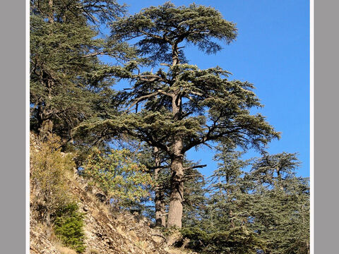 Libanon-Zeder im Taurusgebirge im Süden der Türkei.<br/>Libanon-Zeder (Cedrus libani).<br/>Der schönste Baum, den es zur Zeit der Bibel gab – der höchste, majestätischste und mit einem wundervollen Holz, das duftet und haltbar ist. Es wurde für die schönsten Bauten einschließlich Tempeln und Palästen verwendet, aber auch im Bootsbau, für exklusive Särge, ja für alles, wo man beeindrucken wollte. Es überrascht nicht, dass die Zeder auch eine Metapher für wichtige Personen ist und als solche in der Bibel verwendet wird.<br/>Zedernholz stammte nicht aus Israel und wurde importiert, wie es in den Büchern Samuel, Könige und Chronik beschrieben wird. Der Transport von Baumstämmen vom Bergwald zur Mittelmeerküste, der Transport über Flöße und der anschließende Transport nach Jerusalem, um Salomos Tempel zu bauen, entspricht dem, was wir über den Holzhandel in der Antike wissen. Tatsächlich wurde dieses edle Holz bereits 2500 v. Chr. auf diese Weise nach Ägypten importiert. Die Assyrer verwendeten in Babylon und Ninive viel Zedernholz.<br/>Für den Bau des großen Tempels Israels wurde nur das Allerbeste verwendet, nämlich Libanon-Zeder. – Folie 1