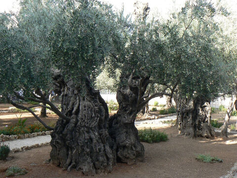 Olivenbäume, die im Garten Gethsemane wachsen, die immer noch reichlich Früchte tragen.<br/>Olivenbaum (Olea europea).<br/>Der Olivenbaum ist wohl der älteste angebaute Obstbaum, der Nahrung, Treibstoff, Licht, Kosmetika und Medikamente liefert und so robust ist, wie ein Baum nur sein kann. Einige werden bis zu 2000 Jahre alt und bleiben im Gegensatz zu den meisten anderen Obstbäumen durchgehend fruchtbar. Der Olivenbaum wird so geschätzt, dass es verboten ist, sie zu roden oder abzuholzen.<br/>Der Olivenhain im Garten Gethsemane ist beeindruckend. Die Bäume sind etwa 900 Jahre alt und stammen möglicherweise aus dem Baumbestand, unter dem der Herr Jesus Christus so ernsthaft betete.<br/>Heutzutage sind Olivenbäume stark von einer bakteriellen Krankheit namens Xyllela fastidiosa bedroht. – Folie 2