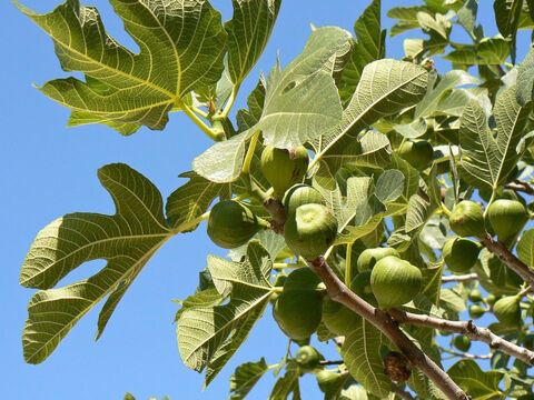 Echte Feige.<br/>Feigenbaum (Ficus carica).<br/>In der Bibel werden zwei Feigenarten erwähnt: die Echte Feige mit ihren schönen Früchten und die Bergfeige, die zu einem großen Baum heranwächst.<br/>Die Echte Feige wird in der Bibel oft erwähnt und mit dem Leben auf dem Land und dem Segen, eigene Nahrungsmittel anzubauen, in Verbindung gebracht. Wir können annehmen, dass Jesus sie genoss, da uns erzählt wird, dass er zu einem Feigenbaum ging und keine Frucht fand. Es war eine der sieben Arten der Verheißung, die die Israeliten beim Einzug in das verheißene Land genießen würden (5. Mose 8). Das Ungewöhnliche an der Feige ist, dass eine einzige Mutation zu Sorten führt, die die köstlichen Früchte hervorbringen, ohne dass eine Bestäubung oder Befruchtung erforderlich ist, eine Eigenschaft, die Parthenokarpie genannt wird.<br/>Wie das Bild zeigt, haben Feigen große Blätter, die zusammengenäht werden können und die Adam und Eva als Schutz dienten, um ihre Nacktheit zu verbergen (1. Mose 3). Das hebräische Wort für „fig“ (t’einah) klingt sehr nach dem Wort für Trauer oder Ärger (to-anah) und könnte ein Wortspiel sein, das sich auf die Probleme von Adam und Eva bezieht. Feigen werden auch metaphorisch zitiert, um Gut und Böse zu veranschaulichen. – Folie 3