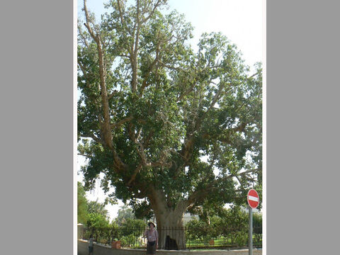 Großer Maulbeerfeigenbaum in Jericho.<br/>Maulbeerfeige (Ficus sycomorus).<br/>Ein Mitglied der Feigengattung, das zu einem großen Baum heranwächst, in den Subtropen Afrikas verbreitet ist und im tief gelegenen Galiläa und im Jordantal vorkommt. Nicht zu verwechseln mit sycamore (mit „a“ geschrieben und Acer pseudoplatanus), einem Ahorn.<br/>Es war ein Maulbeerfeigenbaum in Jericho, auf den Zachäus kletterte, um Jesus zu sehen (Lukas 19,4). Nur Lukas erwähnt den Vorfall und wie dankbar sind wir, dass wir auch die Art des Baumes kennen. Dies liegt daran, dass im Herbst Feigen an den Stämmen und dickeren Ästen wuchsen und Hirten auf die Bäume kletterten, um die Früchte einzuritzen und Olivenöl hinein zu reiben. Dies macht sie – die Feigen des armen Mannes – schmackhaft, wenn sie mehrere Wochen später gepflückt werden. Es wird angenommen, dass dies im Alten Testament mit der Pflege von Maulbeerfeigenbäumen gemeint ist, z.B. Amos 7,14. Zachäus, der wohlhabende Obersteuereintreiber, hätte das gewusst und war dennoch bereit, sich mit diesem niedrigsten und ausgegrenzten Beruf zu identifizieren, nur um Jesus sehen zu können. Und was für eine Veränderung er und seine Familie durch die Begegnung erlebten! – Folie 4