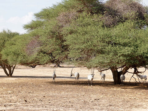 Akazienbäume im Negev (mit Arabischen Oryx) Foto. F. Leung.<br/>Akazienbäume und Wälder.<br/>Der Baum der Halbwüste, aus dem ein Großteil der Stiftshütte, des Altars und der dazugehörigen Einrichtungsgegenstände hergestellt wurden (2. Mose 25-27). Es gibt drei Arten, die in Israel und Jordanien heimisch sind und alle früher für Brennholz, Holzkohle und Baumaterialien verwendet wurden. Akazienwälder (hebräisch shittim) kommen auch in Ortsnamen vor und waren der Ort, von dem aus Josua aufbrach, um das verheißene Land zu erobern (Josua 3,1).<br/>Diese Hinweise bestätigen die Zuverlässigkeit der Bibel. Als die Israeliten durch die Wüste wanderten und ihre Kultstätte bauten, wurde ihnen ausdrücklich gesagt, dass sie genau das Holz verwenden sollten, das tatsächlich verfügbar war – und es war auch gut für die Verwendung. – Folie 6