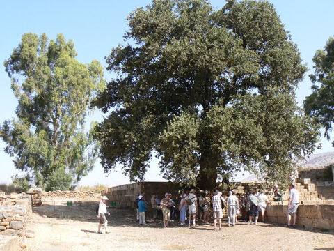 Tabor-Eiche im Norden Israels.<br/>Eichen (Quercus spp.) und Terebinthen (Pistacia spp.).<br/>Es gibt drei in Israel und Jordanien heimische Eichenarten, von denen wahrscheinlich zwei in der Bibel vorkommen, und zwei Terebinthen, die baumgroß sind. Eichen und Terebinthen sind langlebige Bäume und werden im Alten Testament häufig erwähnt, um einen besonderen Ort, ein besonderes Ereignis oder eine besondere Grenze zu kennzeichnen. Unter ihnen begingen die Israeliten bedauerlicherweise so viel Götzendienst. Den Refrain „unter jedem grünen Baum“ lesen wir in 2 Könige und in den Propheten Jesaja, Jeremia und Hesekiel. – Folie 9