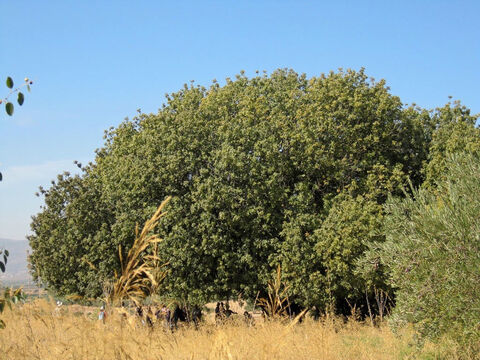 Große, breite Atlantische Terebinthe im Norden Israels.<br/>Eichen (Quercus spp.) und Terebinthen (Pistacia spp.).<br/>Eichen und Terebinthen sind trotz der botanischen Unterschiede auf andere Weise miteinander verbunden, da ihre Rinde ähnlich ist wie das hebräische Wort für sie: elah und alah für Terebinthen und elon und allon für Eichen. Hinzu kommt, dass der Stamm „el“ oder „al“ auf „Gott“ hindeutet: Sicherlich waren Eichen und Terebinthen nicht nur Orte, an denen götzendienerische Anbetung stattfand, sondern sie selbst könnten auch angebetet oder zumindest verehrt worden sein. – Folie 10