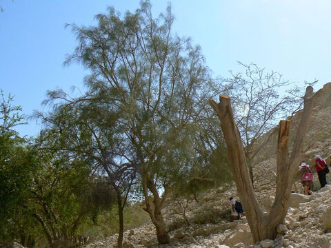 Moringa-Baum in En Gedi, Israel.<br/>Moringa (Moringa peregrina).<br/>Moringa wird in der Bibel nicht genannt, kommt aber in den halbtrockenen Gegenden Israels, auf dem Sinai und in Jordanien vor und könnte zur Erklärung des rätselhaften Verses in 2. Mose 15,25 beitragen. Gott weist Mose an, ungenießbares Wasser zu reinigen, indem er ein Stück Holz (oder Baum) hineinwirft. Die Bibel macht keine Fehler und kennt keine Märchen. Wie könnte dieses Wunder also geschehen sein, wenn es eine natürliche Erklärung gäbe?<br/>Die Samen von Moringa-Bäumen (die sich in langen Schoten befinden) setzen beim Zerkleinern und Hinzufügen zu Wasser Proteine ​​frei, die natürliche Gerinnungsmittel sind. Dies führt dazu, dass Schmutzpartikel ausflocken und auf den Boden sinken, wobei sie schädliche Bakterien mitnehmen. Samen von nur einem Baum reichen aus, um etwa 30.000 Liter Wasser zu reinigen, und der Vorgang dauert nur 1-2 Stunden.<br/>Eine andere mögliche Erklärung ist ein verkohlter Baumstamm, dessen Kohlenstoff die Schmutzstoffe absorbiert. Deshalb wird Kohlenstoff häufig in Wasserfiltern verwendet. – Folie 1