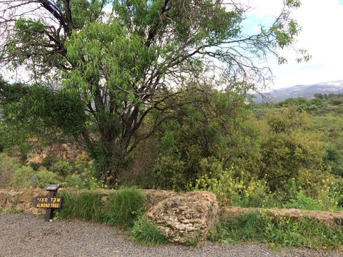 Mandelbaum im Norden Israels. Die Blüte ist vorbei, obwohl das Foto im März aufgenommen wurde. (Sowohl das hebräische „shaked“ als auch „luz“ beziehen sich auf die Mandel).<br/>Mandelbaum (Prunus dulcis).<br/>Dieser weithin kultivierte Obstbaum ist in Israel weit verbreitet und seine üppige Blüte erhellt die Winterlandschaft Ende Januar und Anfang Februar, wenn die Blüte dem Austreiben der Blätter vorausgeht. Es ist ein Vorbote des Frühlings.<br/>Biblisch gesehen war die „Mandelform“ eine der Hauptdekorationen des Leuchters für die Stiftshütte und die schöne weiße Blüte eine Metapher für die Älteren (Prediger 12,5). Aber am bekanntesten ist sie für das geheimnisvolle und wundersame Aufblühen von Aarons Stab (4. Mose 17,8). – Folie 3