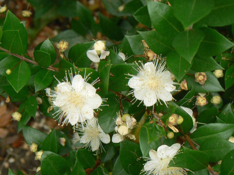 Myrte, die im mediterranen Garten in Kew, London, wächst.<br/>Myrte (Myrtus communis).<br/>Ein herrlicher immergrüner Strauch oder kleiner Baum mit trockeneren Teilen. Ihr dank der Drüsen in den Blättern duftendes Laub und ihre zarten cremeweißen Blüten machen sie zu einer sehr beliebten Pflanze. Wird oft als Zeichen des Segens verwendet, den Gott schenkt z.B. Jesaja 41,19 und 55,13, wo es als Gegensatz zum Gestrüpp dargestellt wird, das voller Dornen und Stacheln ist. Es ist eine der Arten, die beim Laubhüttenfest verwendet werden (Nehemia 8,15). – Folie 4