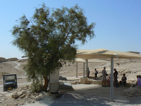 Tamariske beschattet den Trinkbrunnen auf Masada, Israel.<br/>Tamariske (Tamarix aphylla).<br/>Bekannt als blattlose Tamariske, weil die Zweige grün sind. Ein kleiner Baum aus der Wüste und den Wadis, der salzhaltigen Boden verträgt. Über Drüsen in seinen „Blättern“ sondert er Salz aus, das beim Verdunsten der Feuchtigkeit die Luft kühlt und ihn zu einem schönen Schattenbaum in der heißen Wüste macht. Abraham pflanzte einen, um den Vertrag von Beerscheba zu besiegeln (1. Mose 21,33).<br/>Zwei weitere Tamariskenarten könnten in der Bibel erwähnt sein. Die Jordan-Tamariske, die dichtes, undurchdringliches Gebüsch neben dem Fluss bildet, könnte das „Dickicht“ aus Jeremia 12,5 sein, und die Manna-Tamariske könnte die sein, die das Manna aussonderte, das die Kinder Israels auf ihren Wüstenwanderungen sammelten. – Folie 5