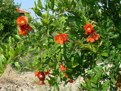 Granatapfel mit leuchtend scharlachroten Blüten.<br/>Granatapfel (Punica granatum).<br/>Dieser farbenfrohe Baum wird seit langem wegen seiner Früchte angebaut und bringt zwei Ernten pro Jahr ein. Das Granatapfelmotiv wurde in den Saum des Priestergewandes eingewebt und daran aufgehängt (2. Mose 28,33-34). Es gehörte zu einer der sieben Arten der Verheißung (5. Mose 8,8) und war bei den Früchten dabei, die die Kundschafter mitbrachten (4. Mose 13,23). Eine Metapher für Schönheit und Verlangen im Hohelied Salomos (Hohelied 4,3). – Folie 7