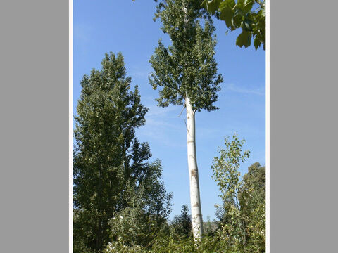 Pappeln in der Nähe des Flusses Dan im Norden Israels.<br/>Pappel (Populus alba und P. euphratica).<br/>Es gibt viele Pappelarten, von denen zwei in der Bibel erwähnt werden. Es handelt sich um schnell wachsende Bäume, die man normalerweise in der Nähe von Wasser findet und die oft am Fluss Jordan zu sehen sind.<br/>Jakob schälte Silber-Pappelzweige, als er Schafe züchtete (1. Mose 30,33) und es waren wahrscheinlich Euphrat-Pappeln, an denen die Israeliten im babylonischen Exil ihre Harfen aufhängten (Psalm 137,1-3). David wurde angewiesen, seine Armee zusammenzustellen, indem er darauf achtete, wann der Wind in den Blättern der Pappeln raschelte (2. Samuel 5,23-24). – Folie 8