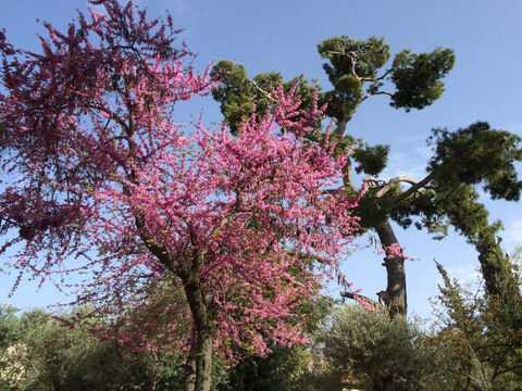 Judasbaum in Jerusalem.<br/>Judasbaum (Cercis siliquastrum).<br/>Dieser in Israel weit verbreitete kleine Baum wird in der Bibel nicht namentlich erwähnt, wird aber mit Judas Iskariot als dem Baum in Verbindung gebracht, an dem er sich erhängte. Es gibt kaum Belege die das unterstützen, eher die Tatsache, dass die Blütenknospen wochenlang dicht bleiben und wie Blutstropfen aussehen. Der Baum selbst blüht im Frühling reichlich und ist daher im März und April in den ländlichen Gebieten des Nahen Ostens leicht zu erkennen. Auch die Blätter sind wunderschön, paarig, herzförmig und ohne Spitze und von zartem Hellgrün. – Folie 9