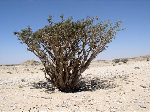 Weihrauchbaum.<br/>Weihrauch (Boswellia sacra) und Myrrhe (Commiphora myrrha).<br/>Beide Bäume stammen aus der Halbwüste und sind beide nicht in Israel und Jordanien heimisch. Von beiden gibt es mehrere Arten, die am Horn von Afrika und auf der Arabischen Halbinsel vorkommen. – Folie 10