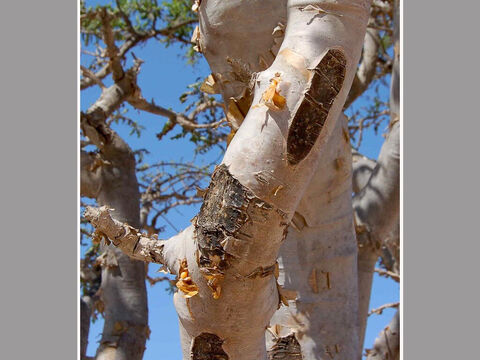 Harzige Narben im Stamm eines Weihrauchbaums.<br/>Weihrauch (Boswellia sacra) und Myrrhe (Commiphora myrrha).<br/>Ihre Rinde wird eingeschnitten, um das Harz für „Weihrauchtränen“ zu „zapfen“. Es handelt sich um eine profitable und sehr alte Industrie, und zwar so sehr, dass die berühmte Expedition der ägyptischen Königin Hatschepsut nach Punt im Jahr 1500 v. Chr. damit beauftragt wurde, die Weihrauchbäume mitzubringen, um sie anzupflanzen, um die enorme Nachfrage nach Weihrauch im Tempelkult zu decken. Mit beiden Harzen wurde und wird viel gehandelt – man denke an die antiken Handels- und Gewürzrouten. Beide Harze sind wertvoll, insbesondere Myrrhe. Es gibt viele biblische Hinweise auf Weihrauch. – Folie 11