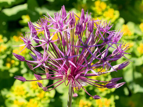 Zierlauchblüte. – Folie 1