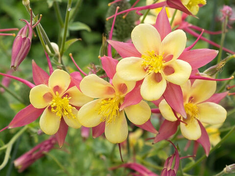Akeleiblüten. – Folie 2