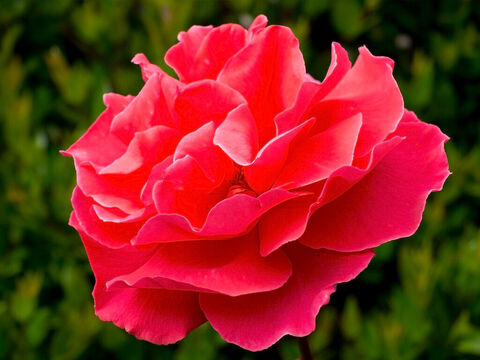 Leuchtend rote Rose. – Folie 6