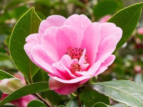 Kamelienblüte. – Folie 9