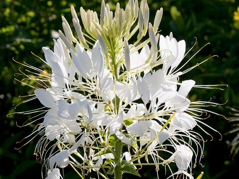 Spinnenblume. – Folie 10