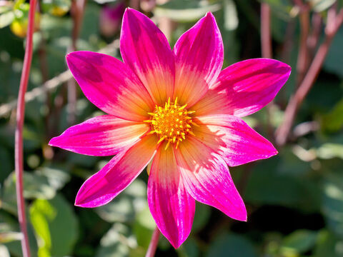 Dahlienblüte. – Folie 12