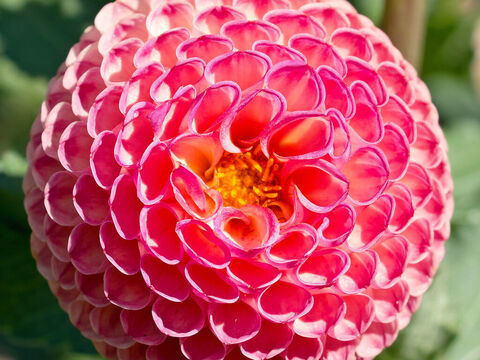 Dahlienblüte. – Folie 13