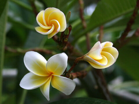 Frangipani. – Folie 16