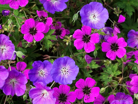 Geranienblüten. – Folie 17