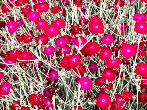 Nelkenblüten. – Folie 19
