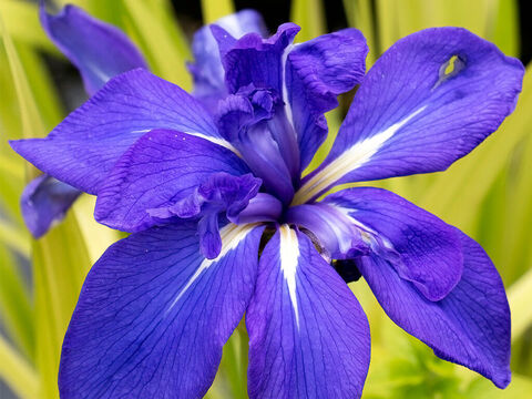 Irisblüte. – Folie 1