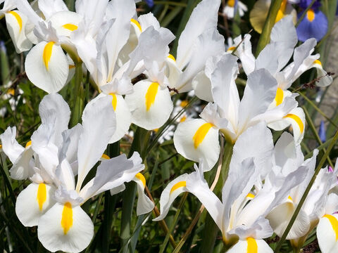 Irisblüten. – Folie 2