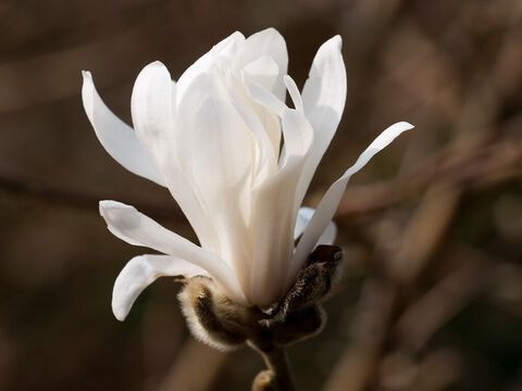 Sternmagnolienblüte. – Folie 5