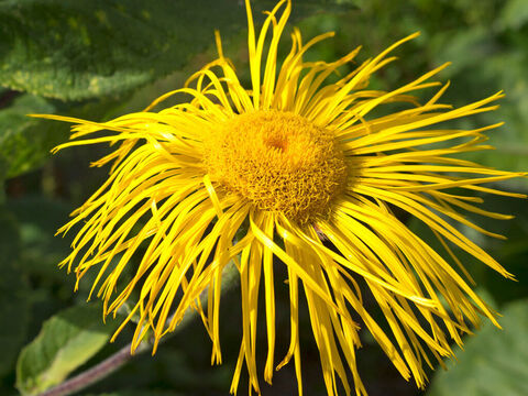 Alantblüte. – Folie 7