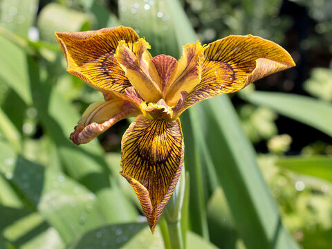 Orangefarbene Irisblüte. – Folie 10